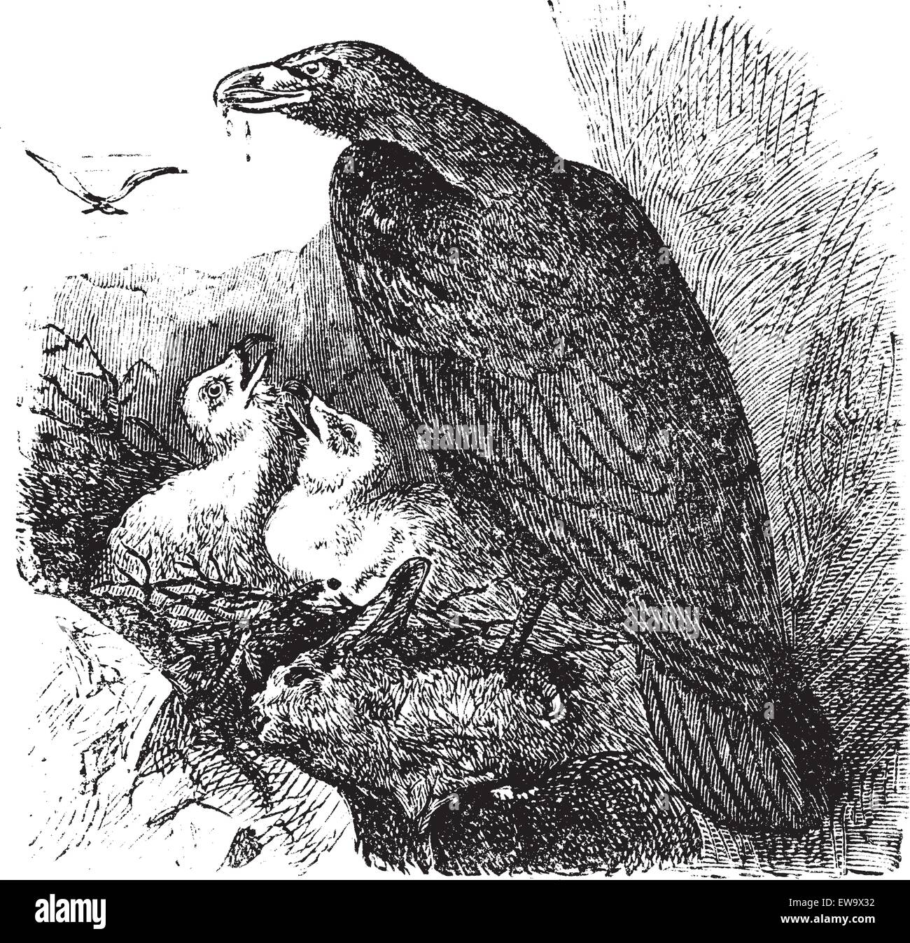 Golden Eagle Aquila chrysaetos vintage ou gravure, vecteur. Gravée ancienne illustration d'une nourriture de l'aigle d'or ses bébés en h Illustration de Vecteur