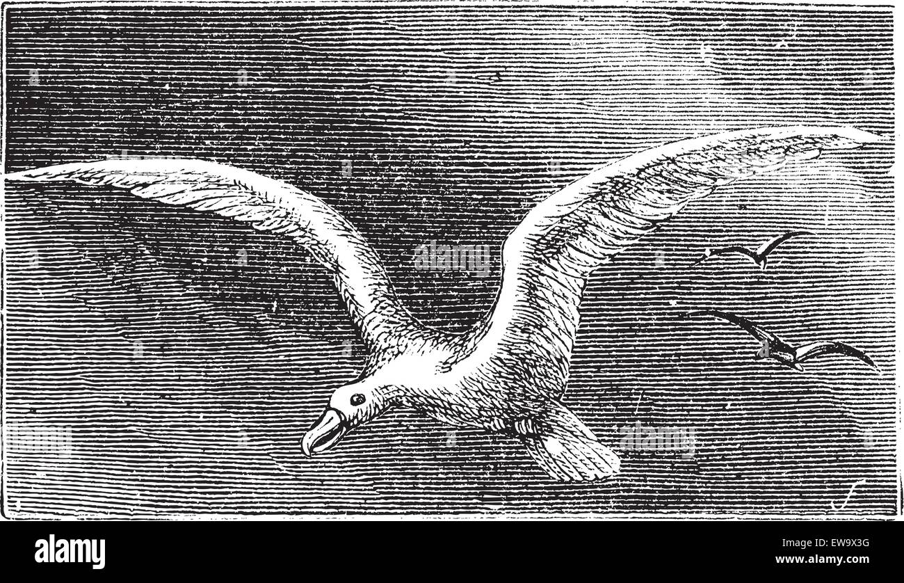 L'errance albastross, albatros, Snowy White-winged albatros ou Diomedea exulans gravure. Old vintage illustration de battant Illustration de Vecteur