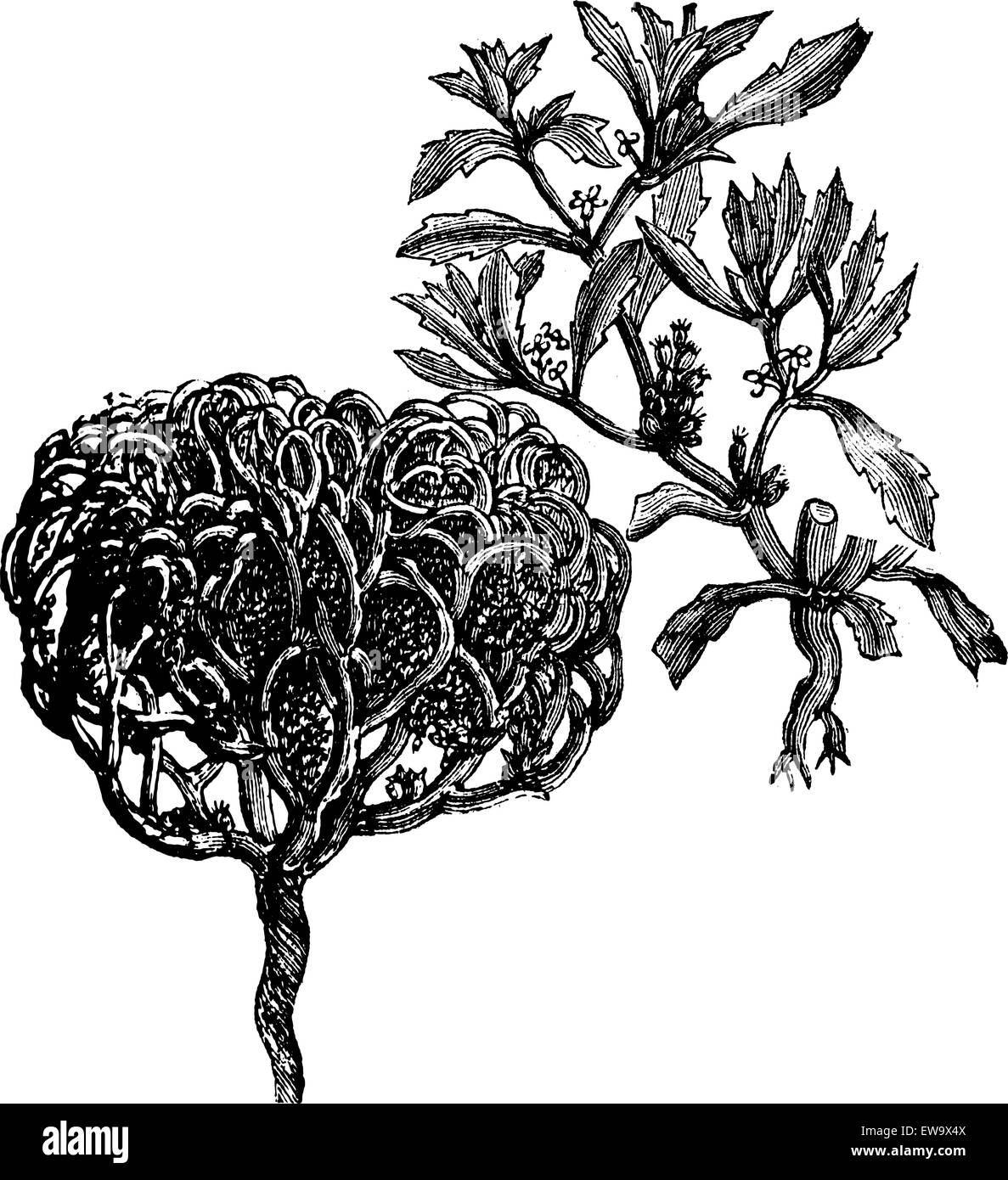 Anastatica hierochuntica, tumbleweed, plante de dinosaure, rose de Jéricho, fleur de Marie, main de Marie, tumbleweed palestinien, roue, vraie rose de Jéricho ou plante de résurrection ancienne gravure vintage. Illustration vectorielle gravée. Illustration de Vecteur