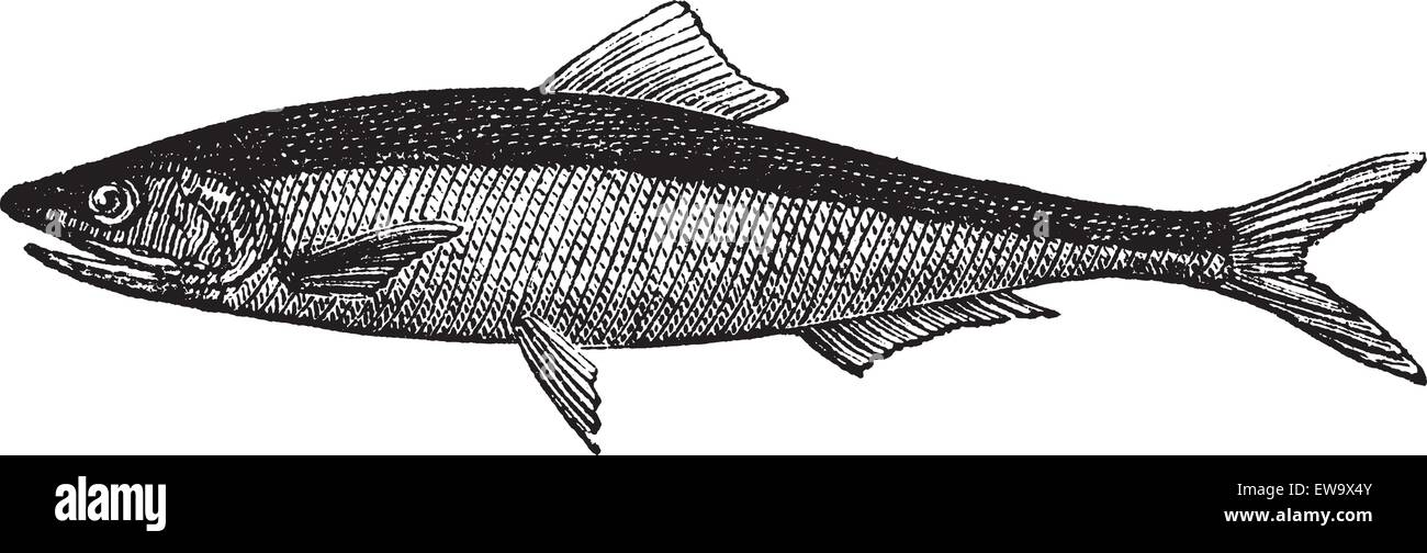 L'anchois européen ou l'Engraulis encrasicholus old vintage la gravure. Poissons anchois illustration gravée dans le vector, isolé sur whi Illustration de Vecteur