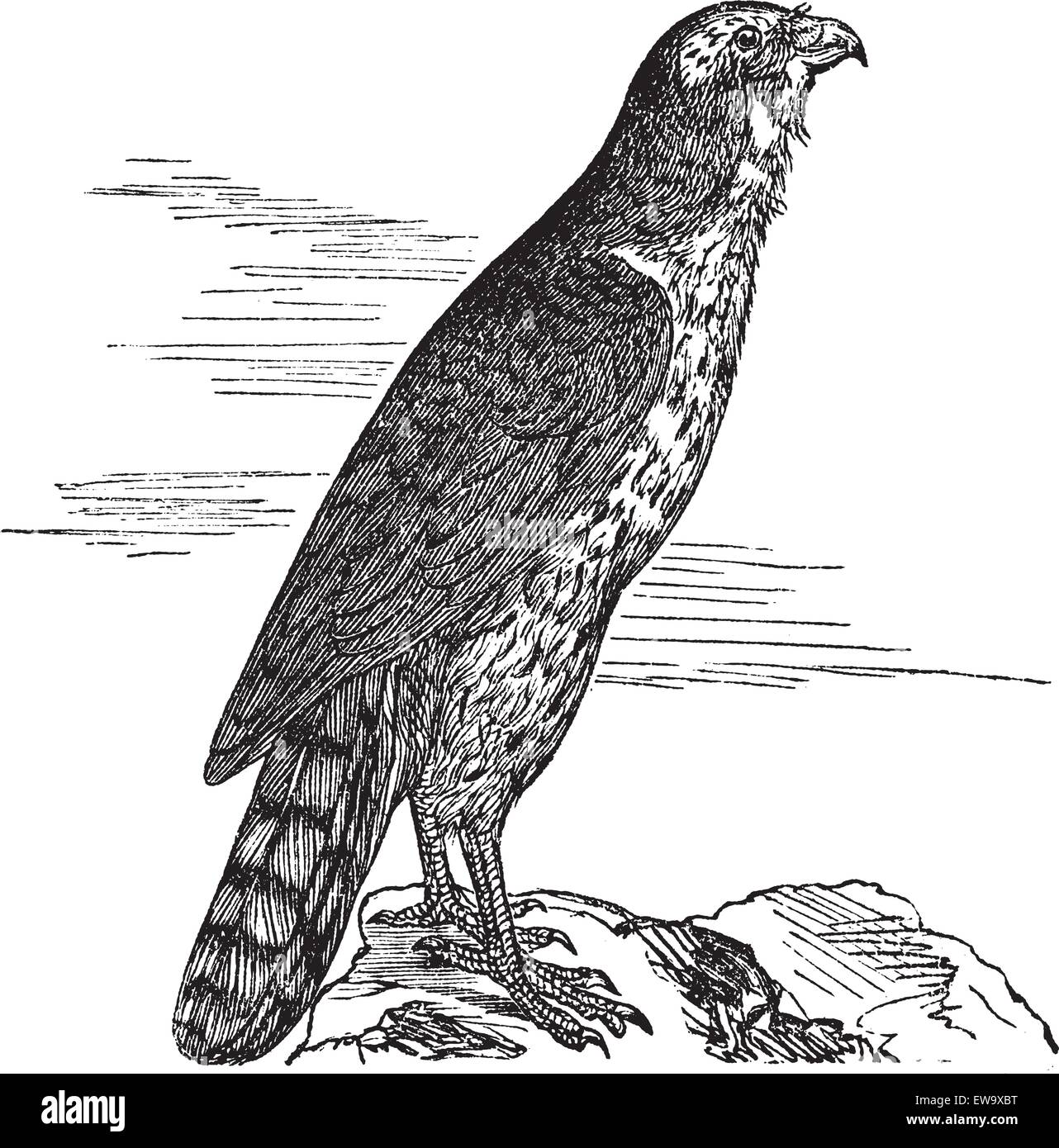 Le Goshawk, rond, faucon, kestrel, Accipitridae ou Accipiter gentilis. Gravure vintage. Ancienne illustration gravée d'un palomon du Nord trouvé la plupart du temps au Maroc. Illustration de Vecteur