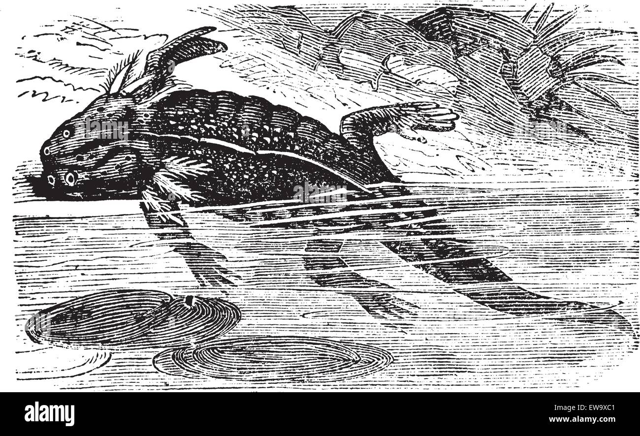 L'axolotl ou Mole, salamandre Ambystoma mexicanum, gravure d'époque. Vieille illustration gravée d'un adulte de l'axolotl. Illustration de Vecteur L'axolotl ou Mole, salamandre Ambystoma mexicanum, gravure d'époque. Vieille illustration gravée d'un adulte de l'axolotl. Illustration de Vecteur
