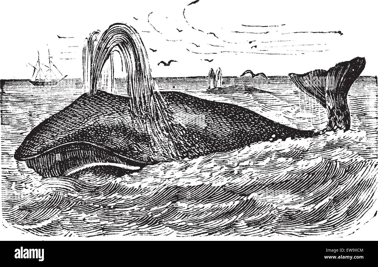 Ou de la baleine boréale (Balaena mysticetus), gravure d'époque. Vieille illustration gravée d'une baleine boréale. Illustration de Vecteur Ou de la baleine boréale (Balaena mysticetus), gravure d'époque. Vieille illustration gravée d'une baleine boréale. Illustration de Vecteur