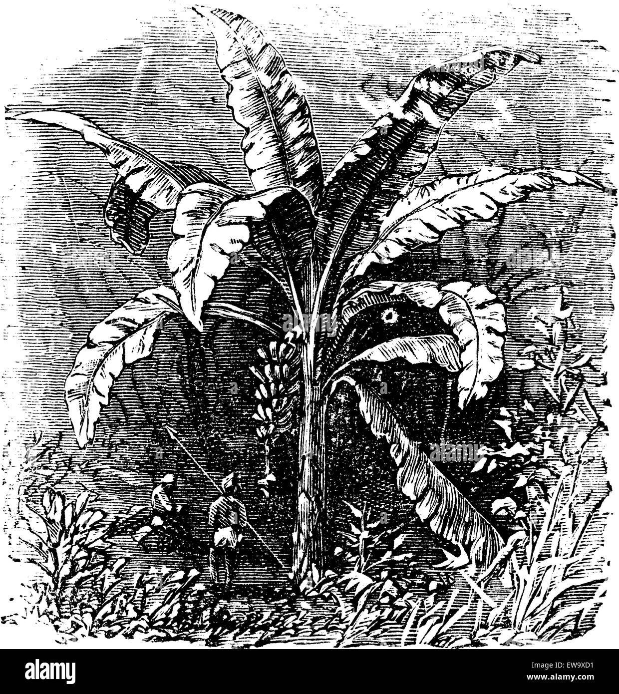 Bananier ou Musa acuminata, Musa balbisiana., gravure d'époque. Ancien gravé illustration d'un plant de banane fruit montrant un Illustration de Vecteur