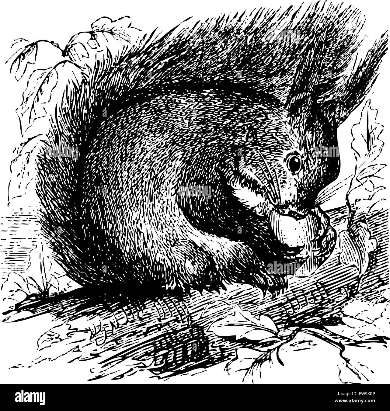 Vieille illustration gravée d'un écureuil roux Sciurus vulgaris, ou à mâcher sur un gland dans la forêt, isolé sur blanc. Vivre trac Illustration de Vecteur