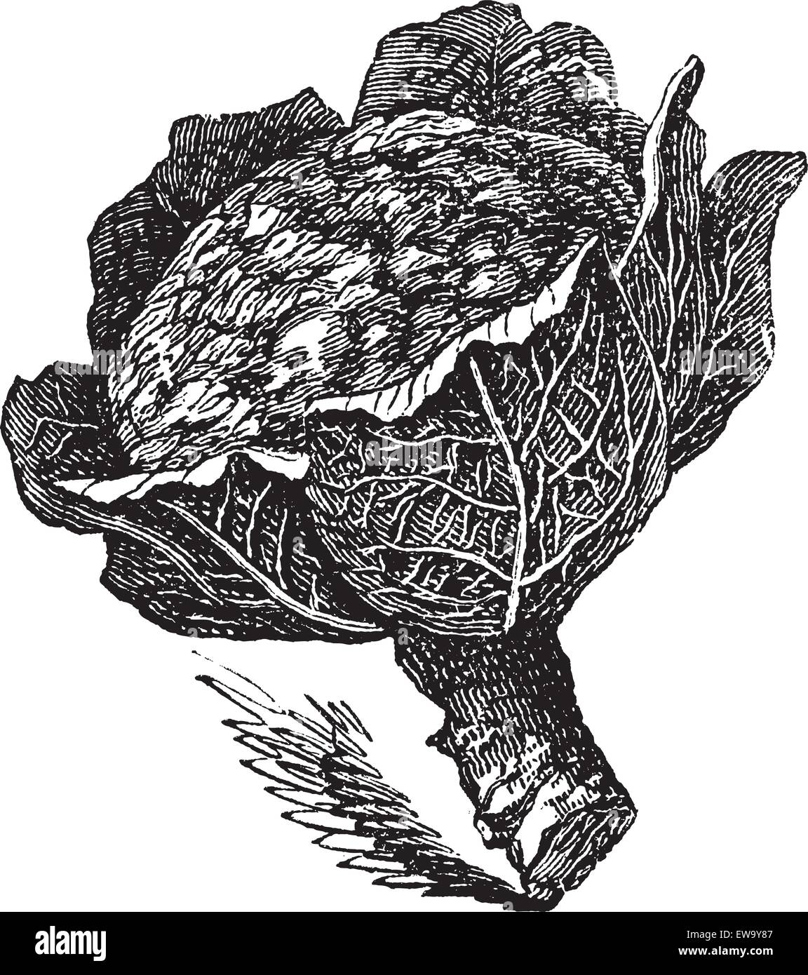 Gravure d'un cas isolé sur blanc Brocoli (Brassica oleracea) Illustration de Vecteur
