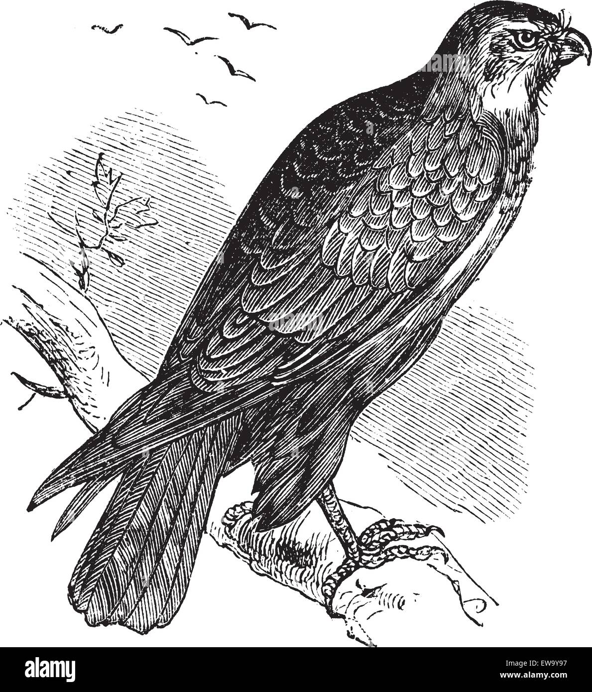 Buteo buteo appelé Buse variable, raptor, vintage engraved illustration de Buteo buteo, raptor. Illustration de Vecteur