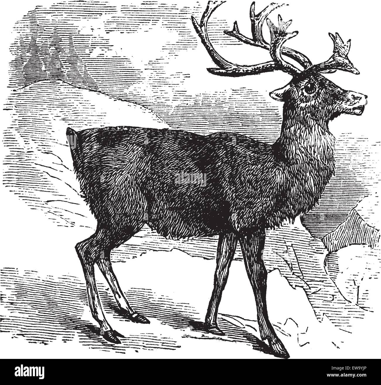 Ou les caribous et les rennes Rangifer tarandus vintage la gravure. Ancienne illustrationg gravé de Caribou. Illustration de Vecteur