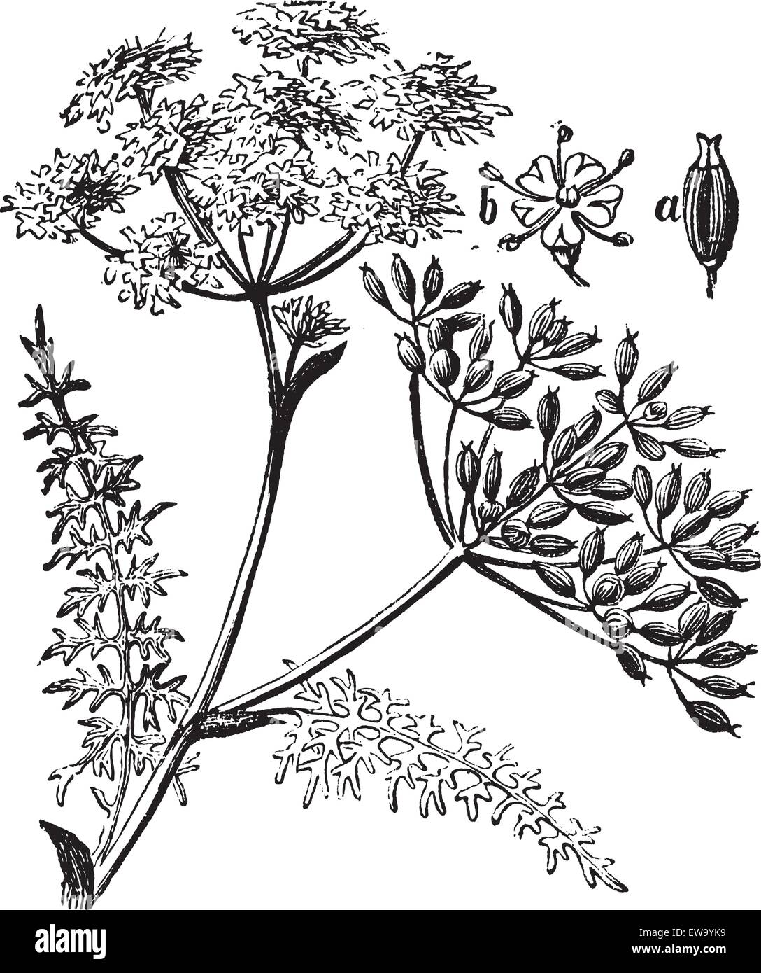 Ou carvi Carum carvi ou meridian de fenouil ou de cumin perse vintage la gravure. Vieille illustration gravée du carvi plante. Illustration de Vecteur