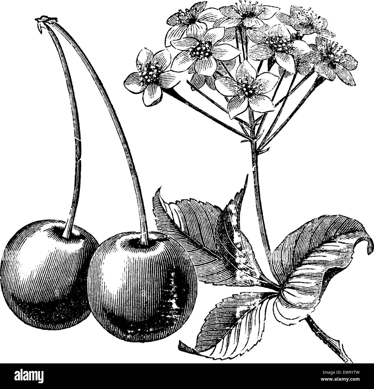 Feuilles et fleurs de cerisier avec gravure d'époque. Vieille illustration gravée de deux cerises avec feuilles et fleurs. Illustration de Vecteur
