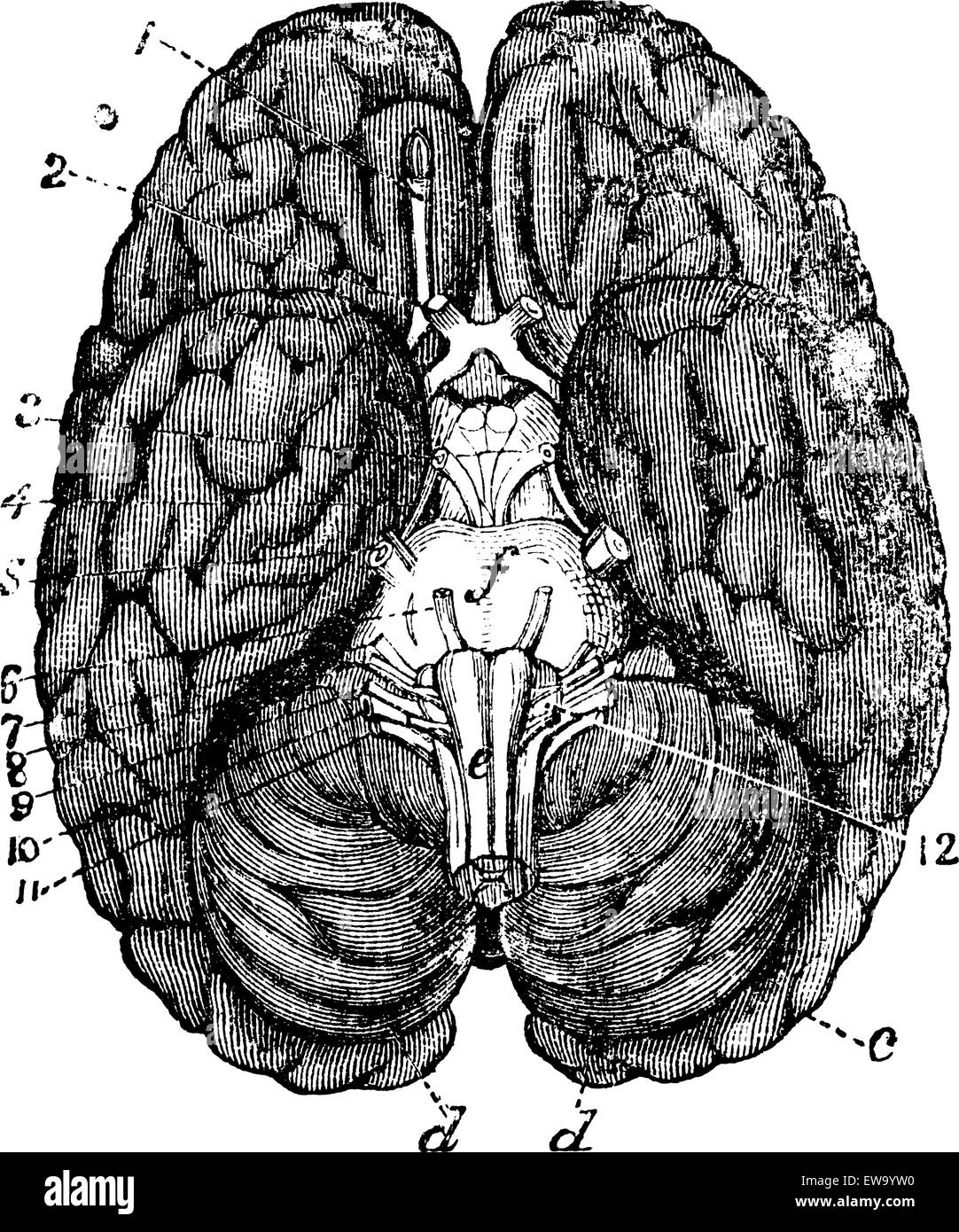 Cerveau humain vintage la gravure. Vieille illustration gravée de cerveau humain parties numérotées. Illustration de Vecteur