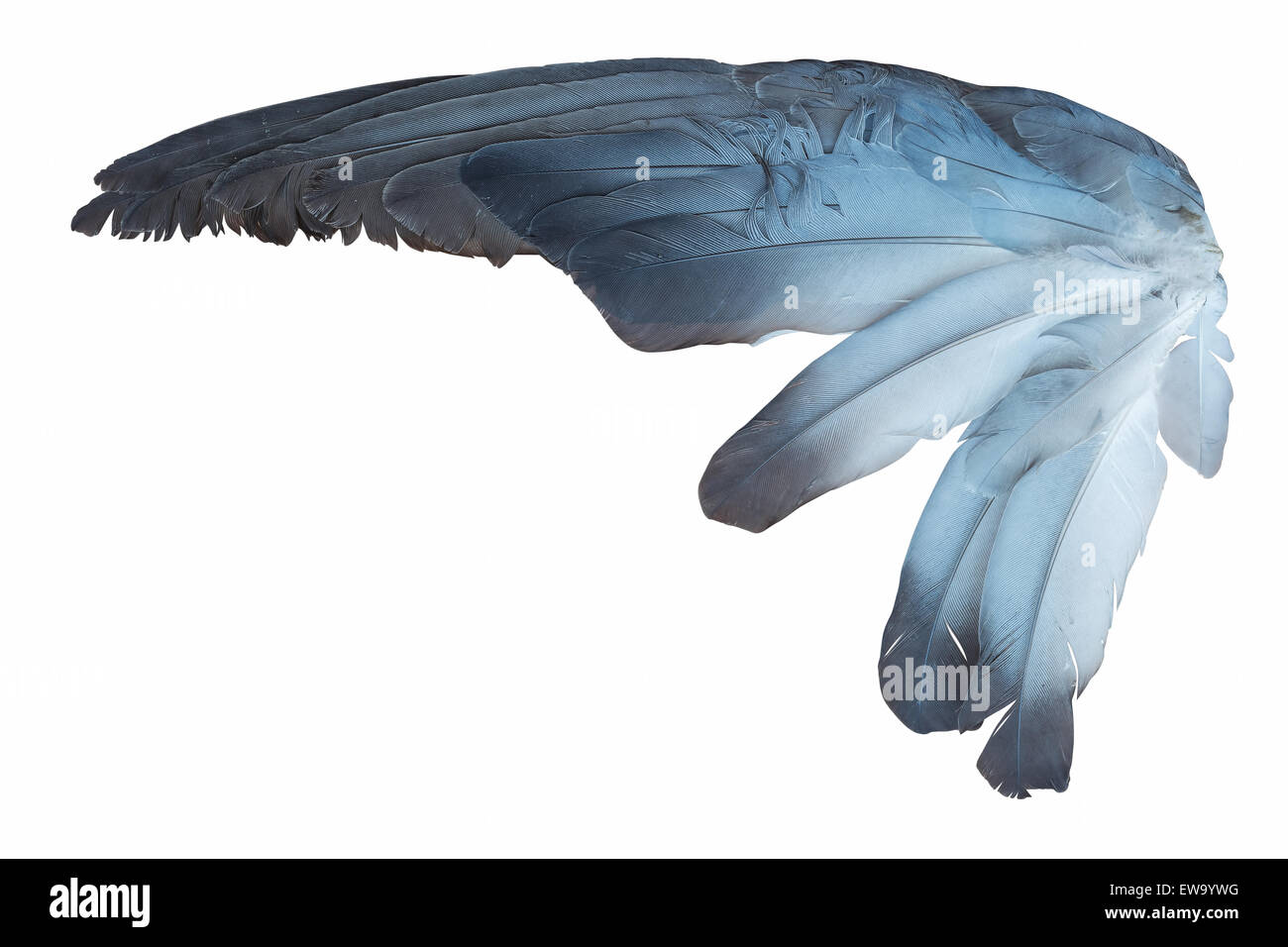 Aile D Oiseau Banque D Image Et Photos Alamy