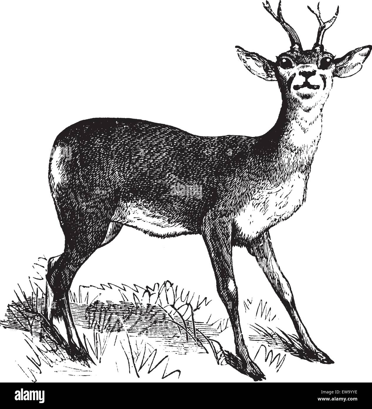 Chevreuil Chevreuil ou ou Capreolus capreolus, gravure d'époque. Ancien gravé illustration d'un chevreuil. Illustration de Vecteur