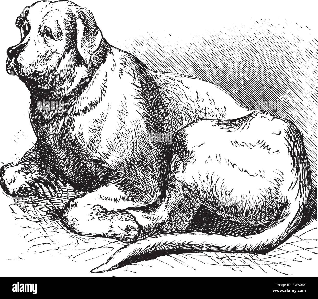 Saint Bernard ou Canis lupus familiaris, gravure d'époque. Vieille illustration gravée d'un Saint Bernard. Illustration de Vecteur
