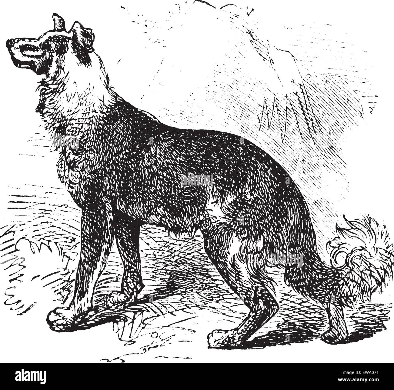 Berger Belge Berger Belge ou ou Canis lupus familiaris, gravure d'époque. Ancien gravé illustration d'un Shephe Belge Illustration de Vecteur