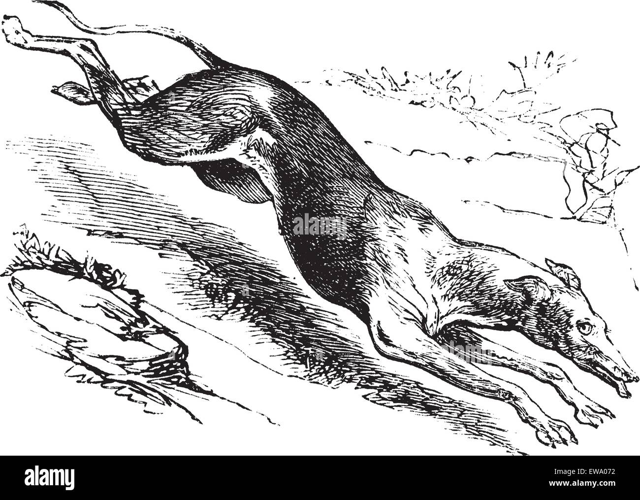 Greyhound anglais ou Canis lupus familiaris, gravure d'époque. Vieille illustration gravée d'un Greyhound anglais. Illustration de Vecteur