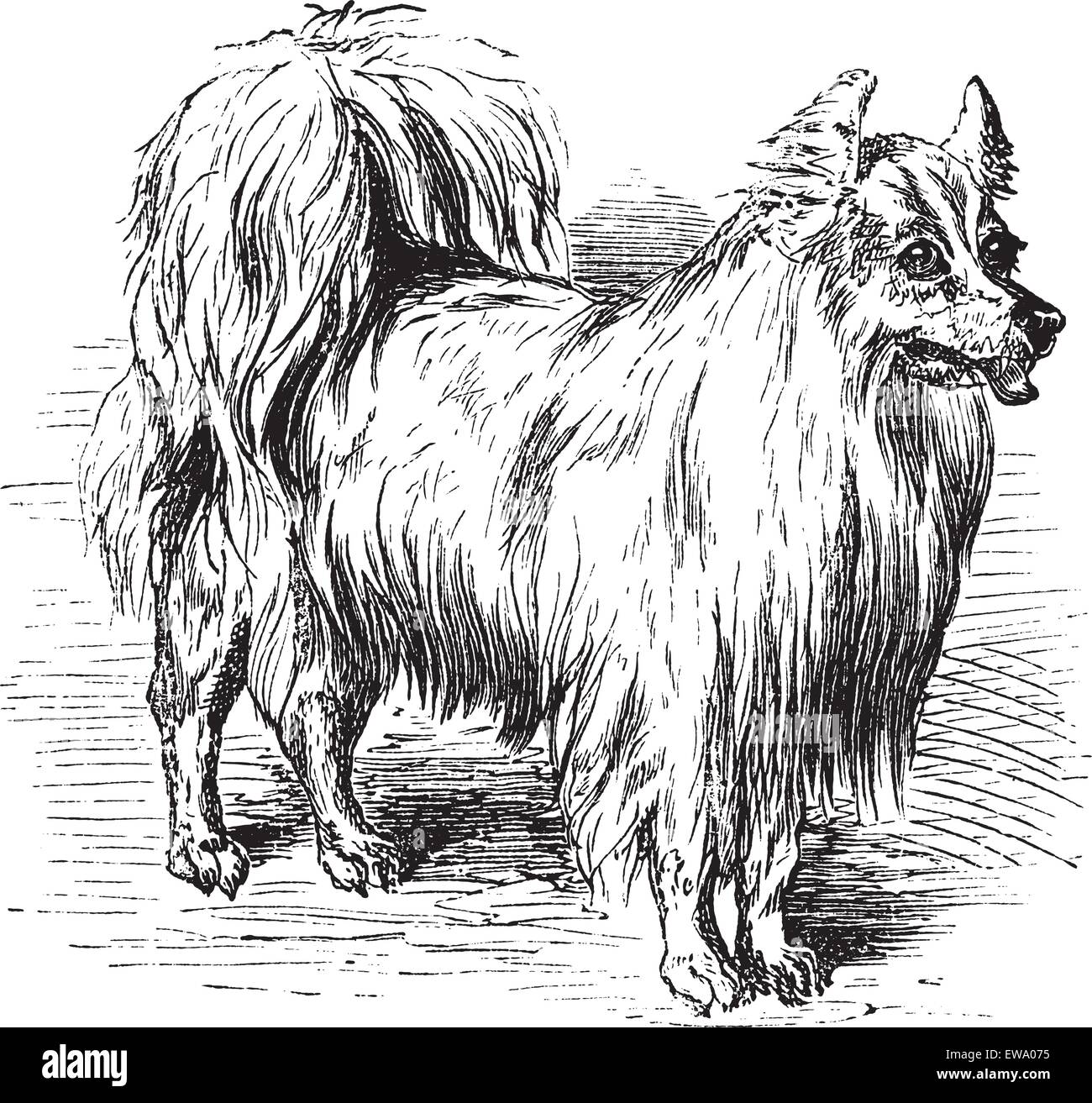 Spitz ou Canis lupus familiaris, gravure d'époque. Ancien gravé illustration d'un Spitz. Illustration de Vecteur