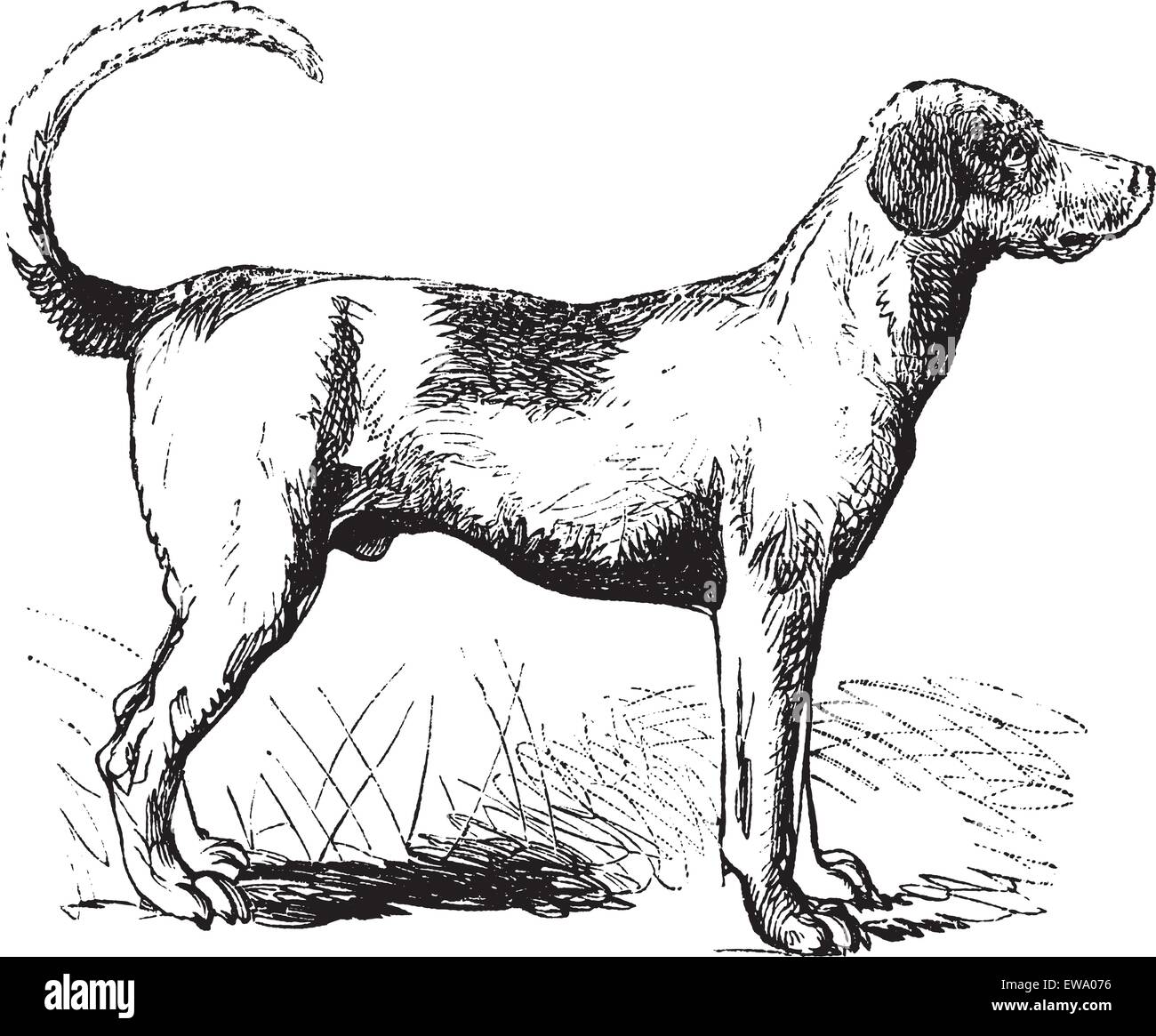 Foxhound ou Canis lupus familiaris, gravure d'époque. D'une illustration gravée ancienne Foxhound. Illustration de Vecteur