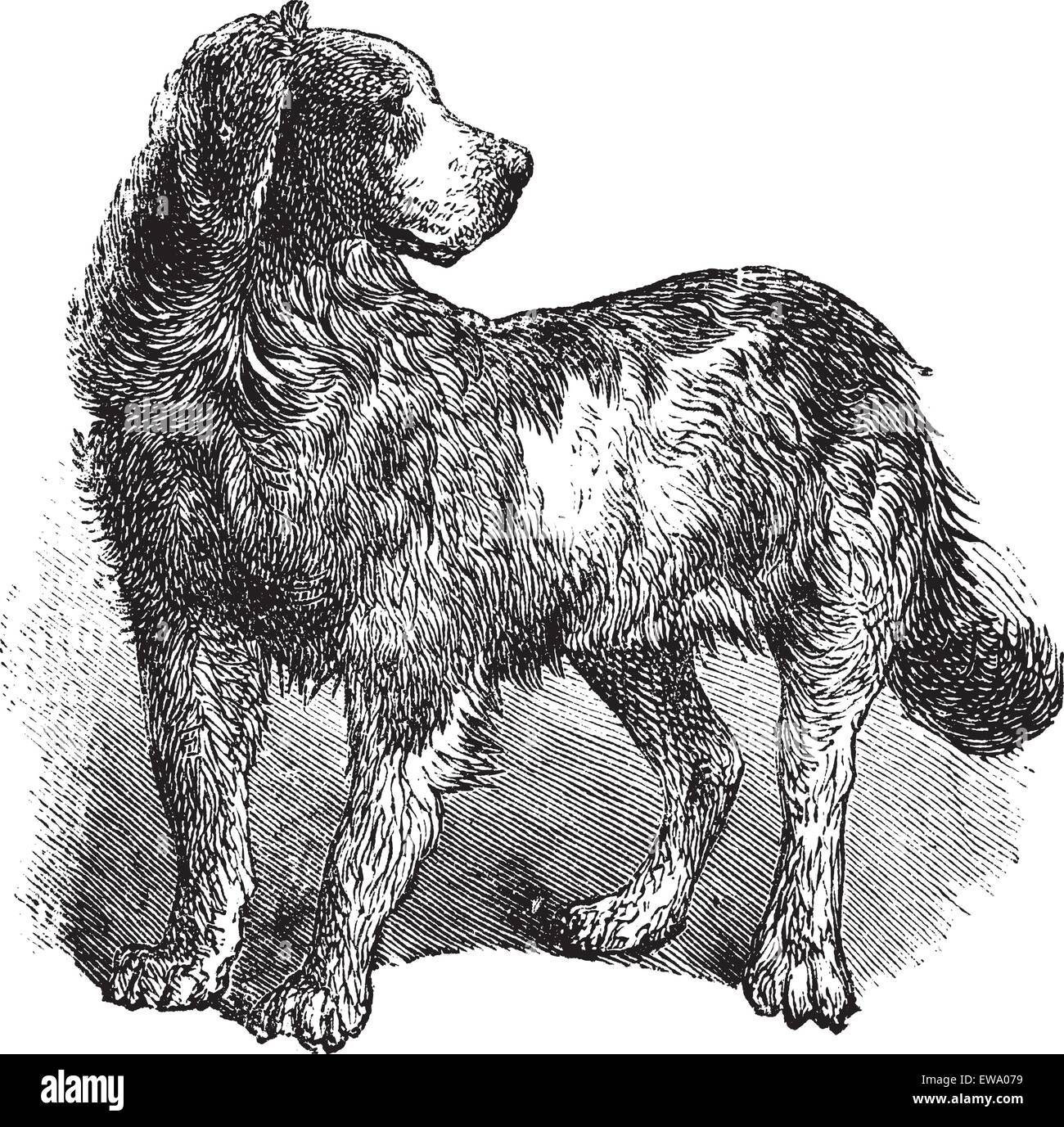 Terre-neuve ou Canis lupus familiaris, gravure d'époque. Ancien gravé illustration d'un Terre-neuve. Illustration de Vecteur