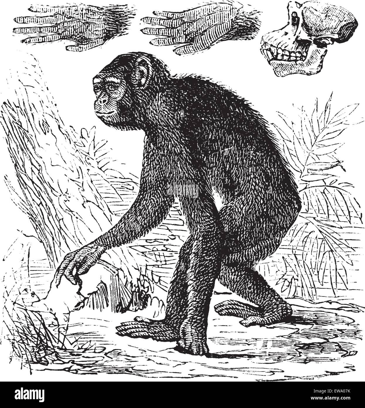 Ou chimpanzé Pan troglodytes, gravure d'époque. Vieille illustration gravée d'un chimpanzé. Illustration de Vecteur