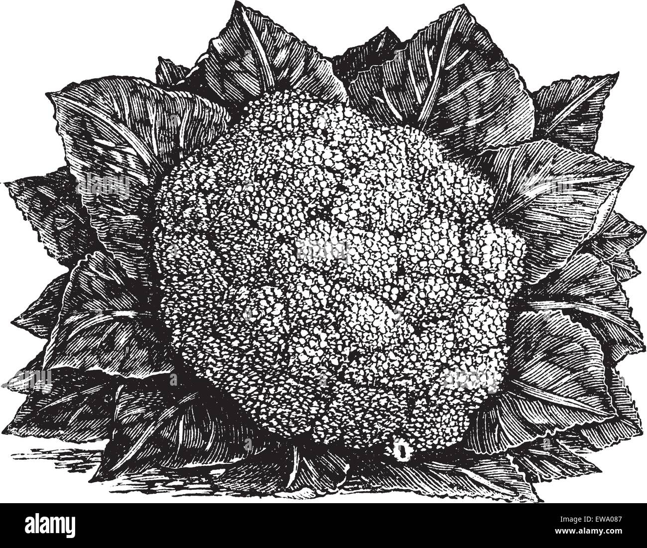 Brocoli ou de Brassica oleracea, gravure d'époque. Ancien gravé illustration d'un brocoli. Illustration de Vecteur