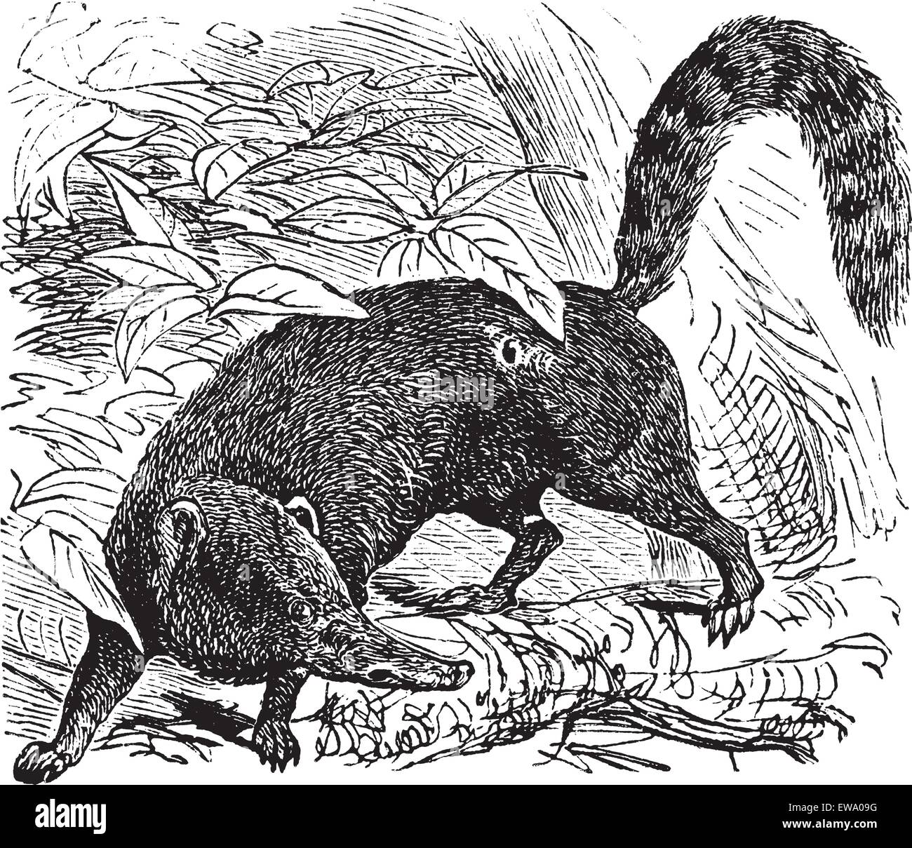 Ring-tailed Coati ou d'Amérique du Sud ou Coati Nasua nasua, gravure d'époque. Ancien gravé illustration d'un ring-tailed coati. Illustration de Vecteur