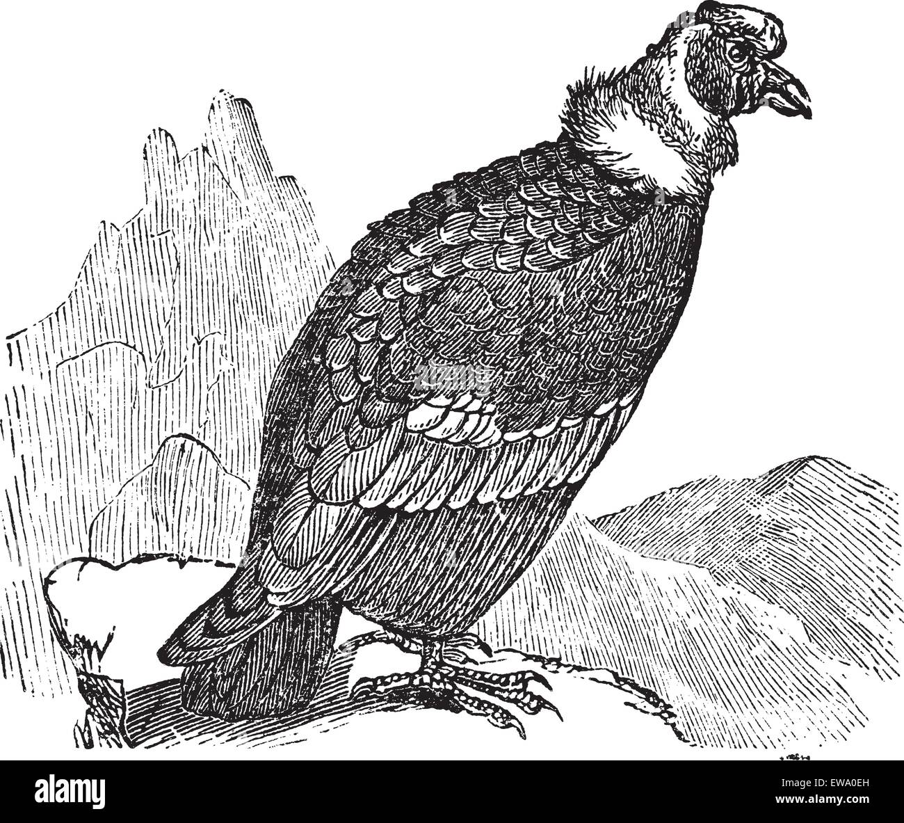 Condor des Andes Vultur gryphus, vintage ou la gravure. Vieille illustration gravée de Condor des Andes. Illustration de Vecteur Condor des Andes Vultur gryphus, vintage ou la gravure. Vieille illustration gravée de Condor des Andes. Illustration de Vecteur