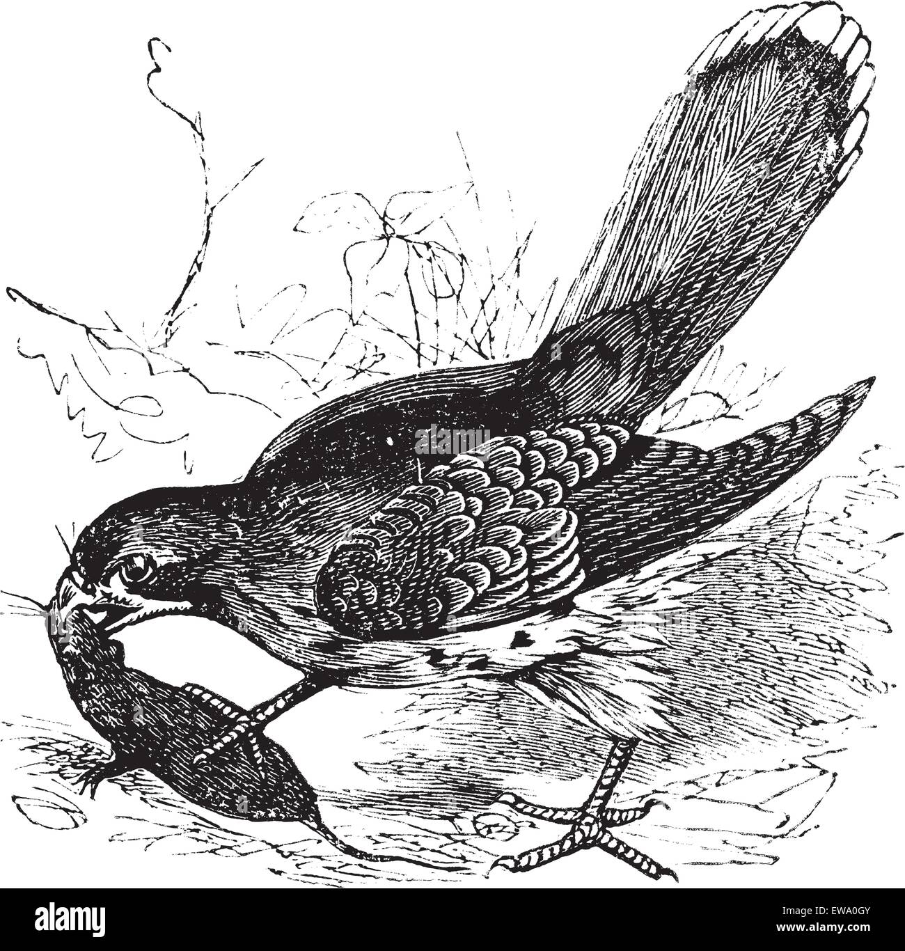 Falcon ou Falco sp., gravure d'époque. Vieille illustration gravée d'un faucon qui se nourrit d'une souris. Illustration de Vecteur