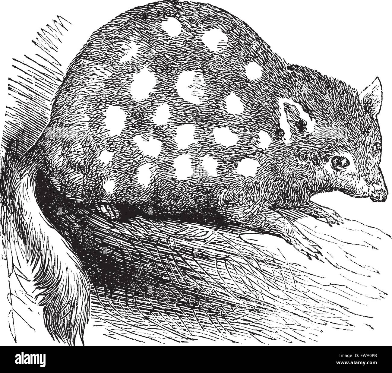 Eastern Quoll ou indigène Dasyurus viverrinus, Cat ou gravure vintage. Vieille illustration gravée d'un est de l'Quoll. Illustration de Vecteur Eastern Quoll ou indigène Dasyurus viverrinus, Cat ou gravure vintage. Vieille illustration gravée d'un est de l'Quoll. Illustration de Vecteur