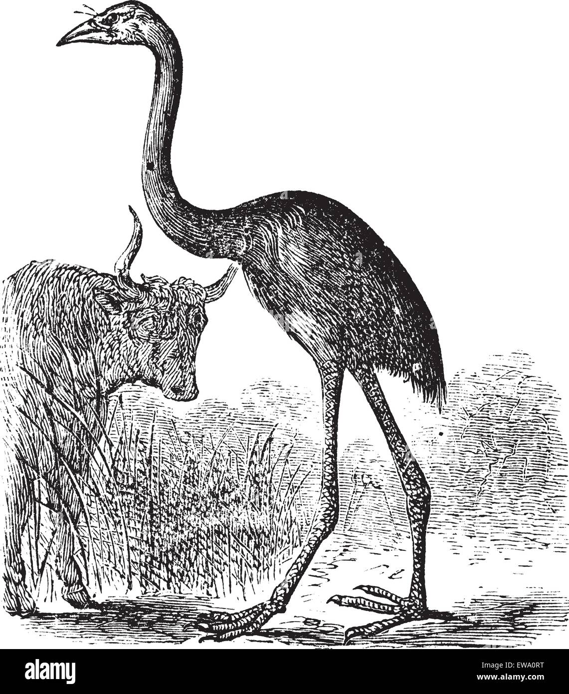 Géant de l'île du Sud ou Moa Dinornis giganteus, gravure d'époque. Gravée ancienne illustration d'une île du Sud Moa géant. Illustration de Vecteur