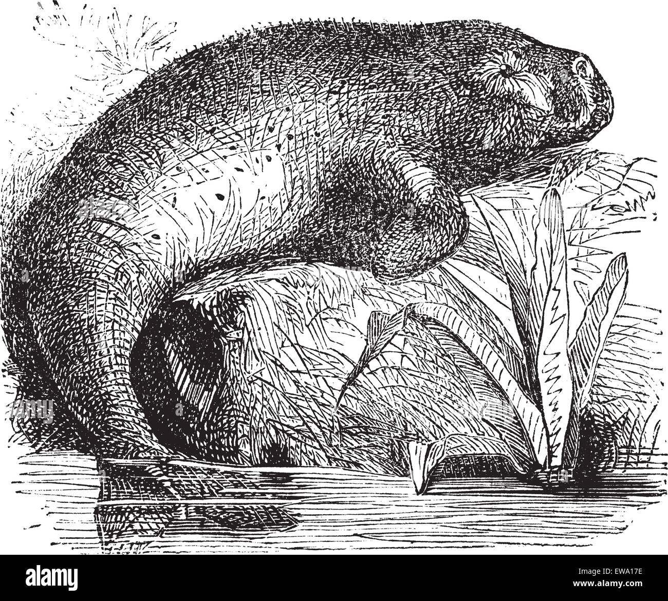 La vache ou la mer ou dugong Dugong dugon, gravure d'époque. Gravée ancienne illustration d'une vache de mer. Illustration de Vecteur La vache ou la mer ou dugong Dugong dugon, gravure d'époque. Gravée ancienne illustration d'une vache de mer. Illustration de Vecteur