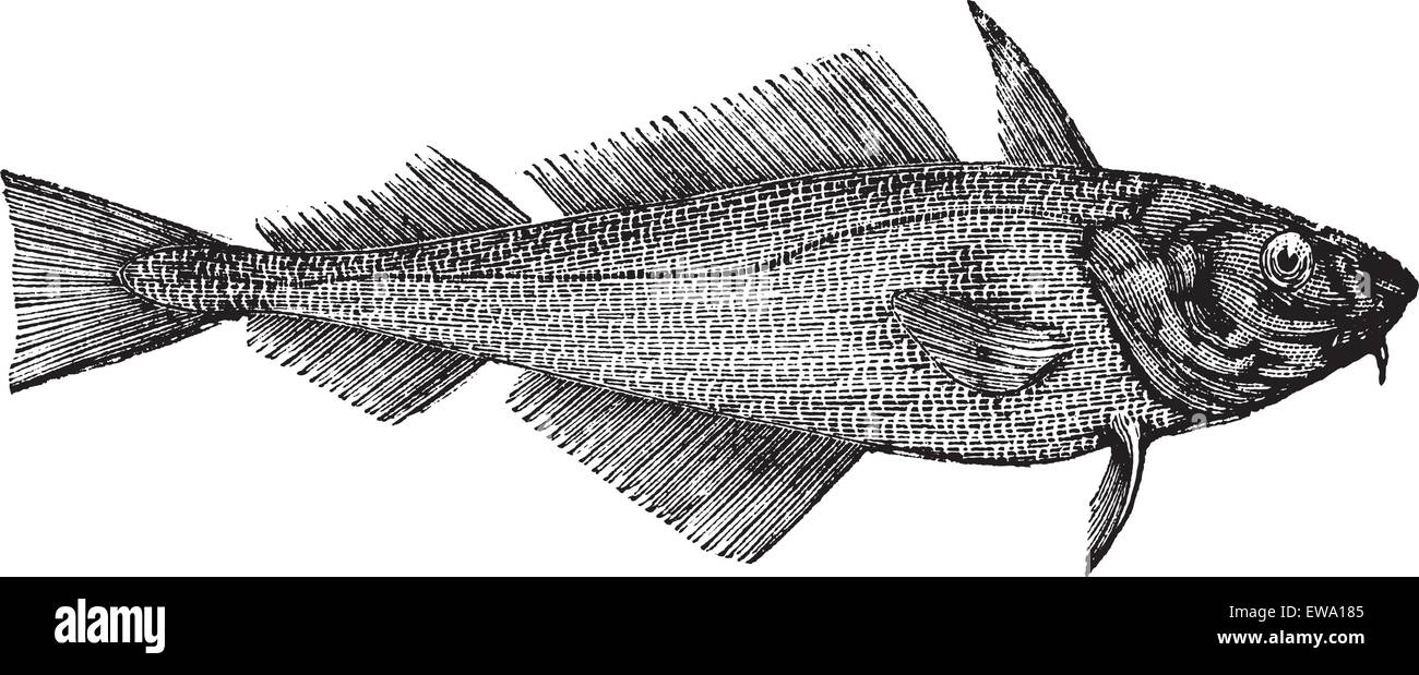 Ou de l'Aiglefin Melanogrammus aeglefinus Merlu ou offshore, gravure d'époque. Vieille illustration d'une gravure de l'Aiglefin. Illustration de Vecteur Ou de l'Aiglefin Melanogrammus aeglefinus Merlu ou offshore, gravure d'époque. Vieille illustration d'une gravure de l'Aiglefin. Illustration de Vecteur