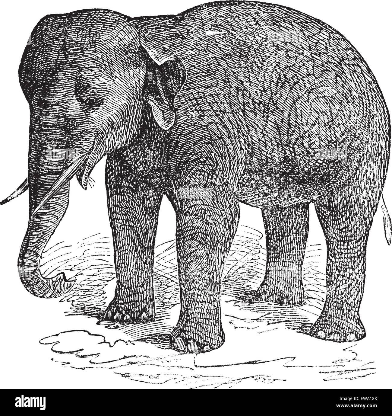 Ou de l'éléphant d'Asie éléphant asiatique ou Elephas maximus, gravure d'époque. Vieille illustration gravée d'un éléphant d'Asie ou d'elep Illustration de Vecteur Ou de l'éléphant d'Asie éléphant asiatique ou Elephas maximus, gravure d'époque. Vieille illustration gravée d'un éléphant d'Asie ou d'elep Illustration de Vecteur