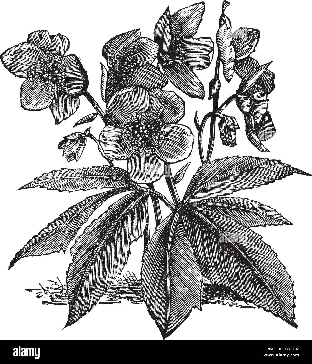 Black Hellebore ou rose de Noël, Helleborus niger ou gravure vintage. Gravée ancienne illustration d'une Black Hellebore montrant Illustration de Vecteur