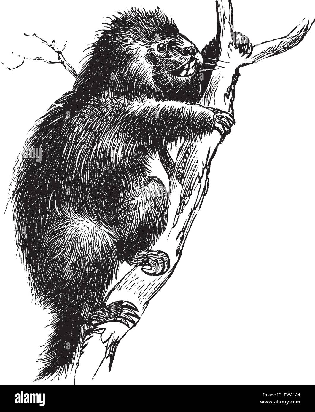 Porc-épic commun ou porc-épic d'Amérique du Nord ou du Canada ou Porcupine Erethizon dorsatum, gravure d'époque. Ancienne gravée sur illust Illustration de Vecteur