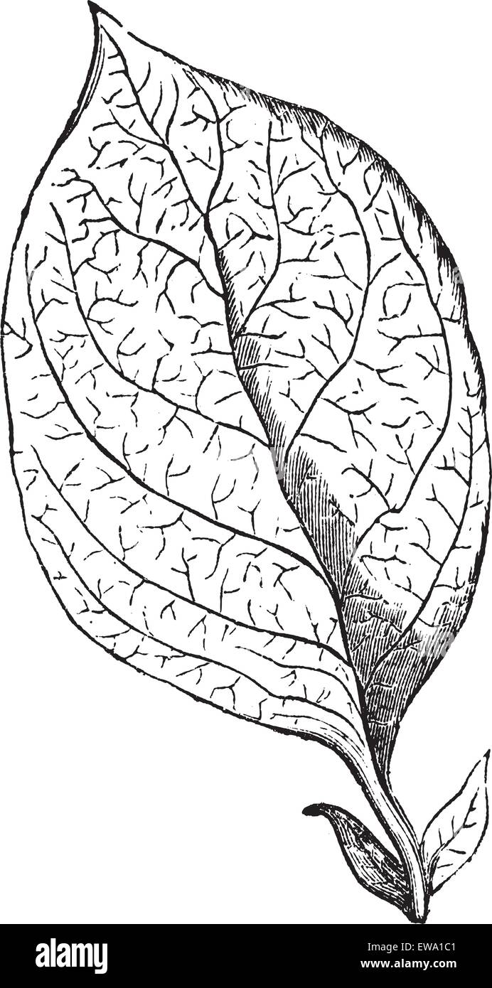 Nervation réticulée, feuille vintage la gravure. Gravée ancienne illustration d'une nervation réticulée Feuille. Illustration de Vecteur