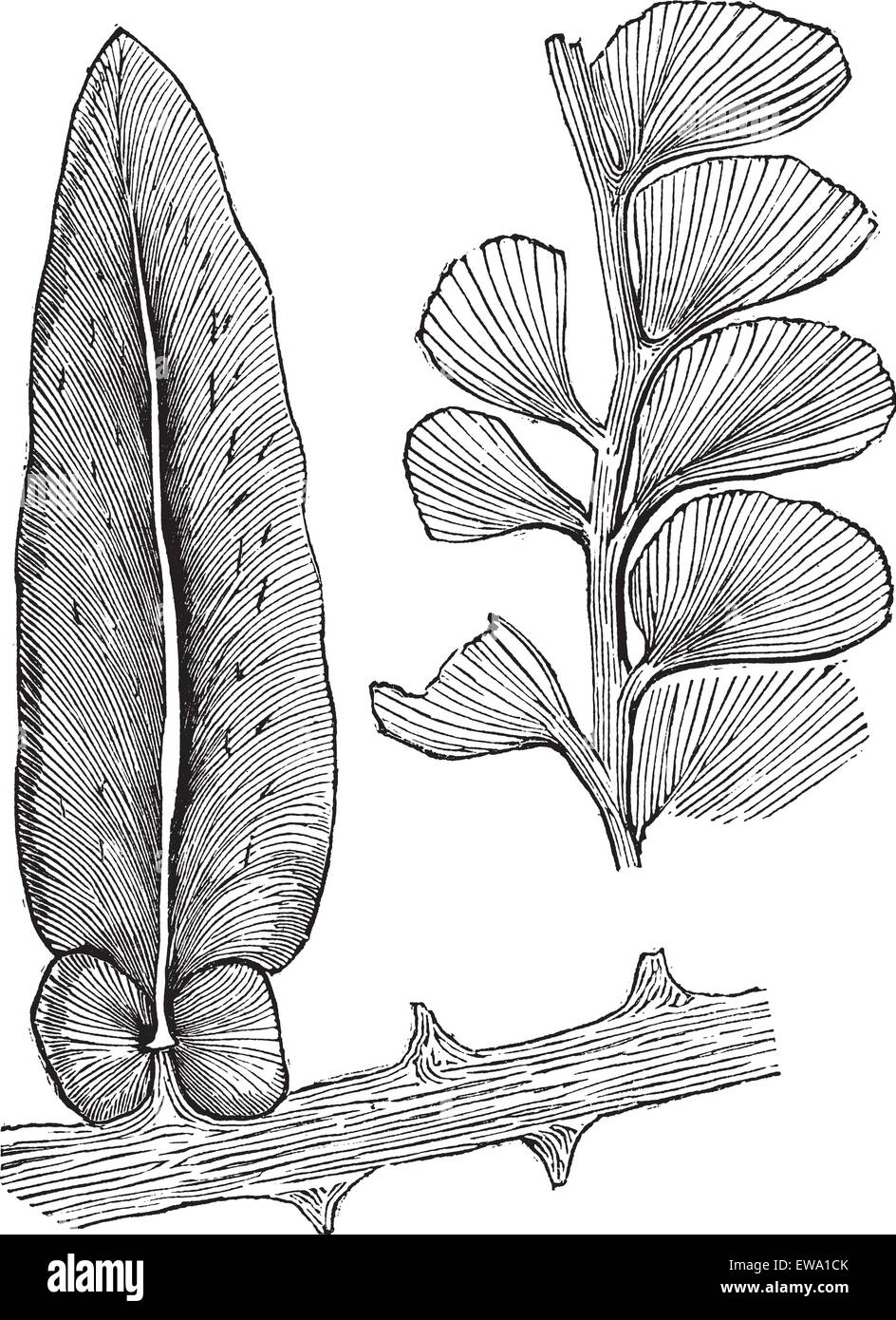 Neuropteris et Adiantites, gravure d'époque. Vieille illustration gravée de Neuropteris et Adiantites les fougères à graines, disparue. Illustration de Vecteur