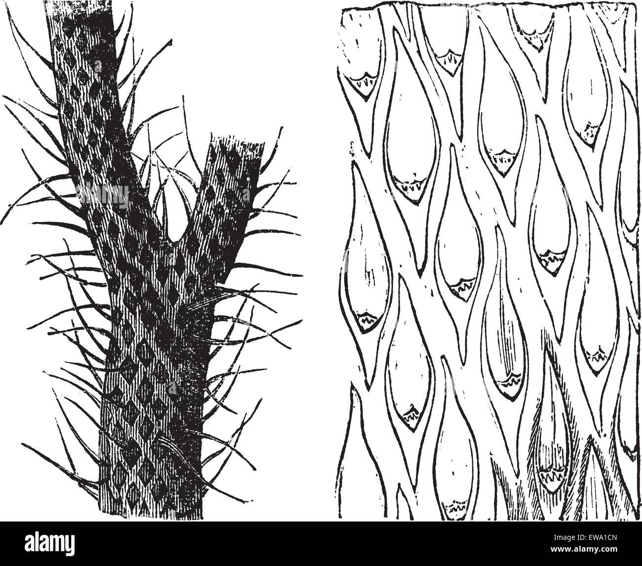 Lepidodendron, gravure d'époque. Vieille illustration gravée de Lepidodendron, une espèce d'arbre comme primitives, l'usine montrant trun Illustration de Vecteur