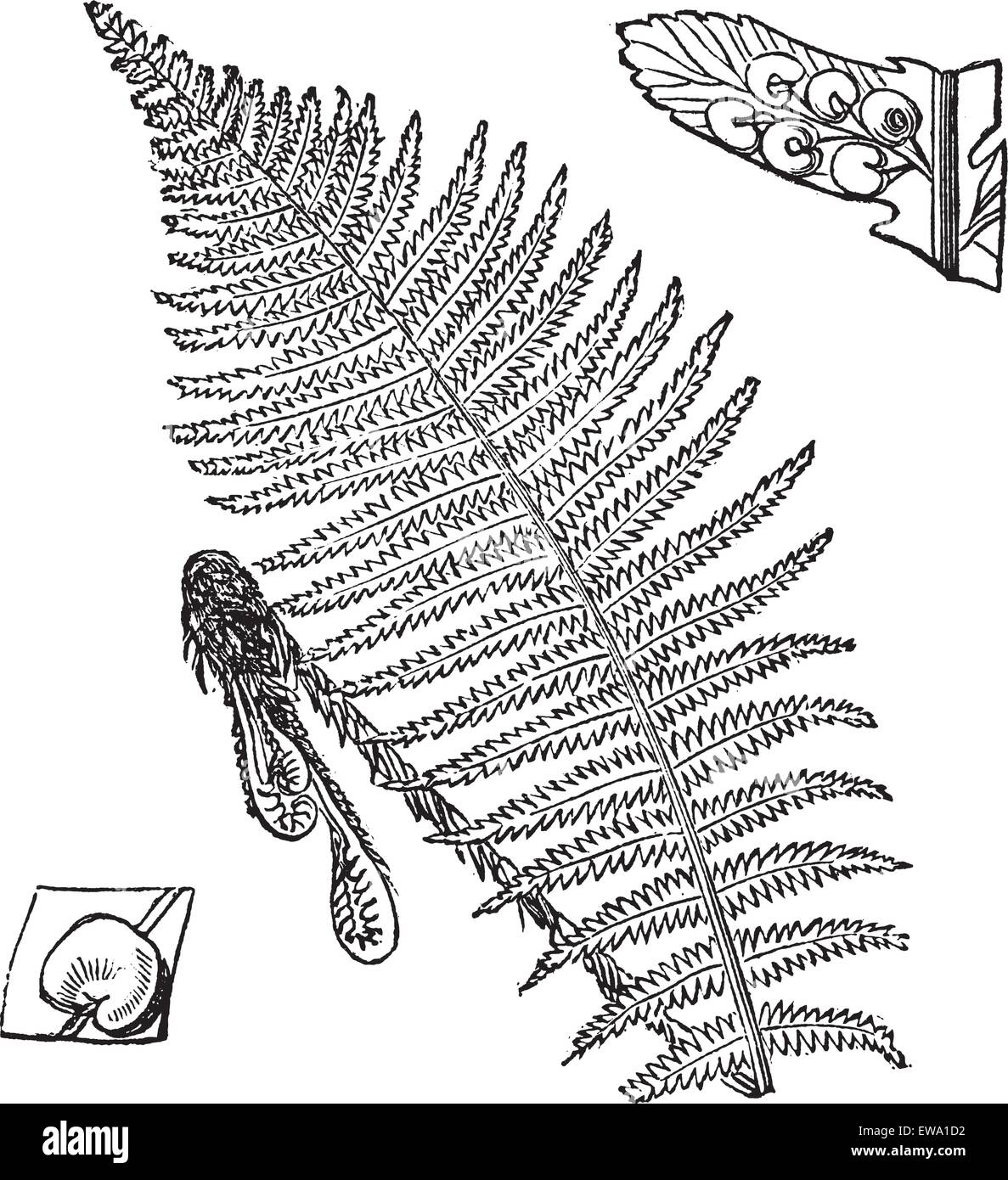 Frondes de fougère, (centre) montrant les spores (coin inférieur gauche et supérieur droit), vintage engraved illustration. Encyclopédie Trousset (1886 - 1 Illustration de Vecteur