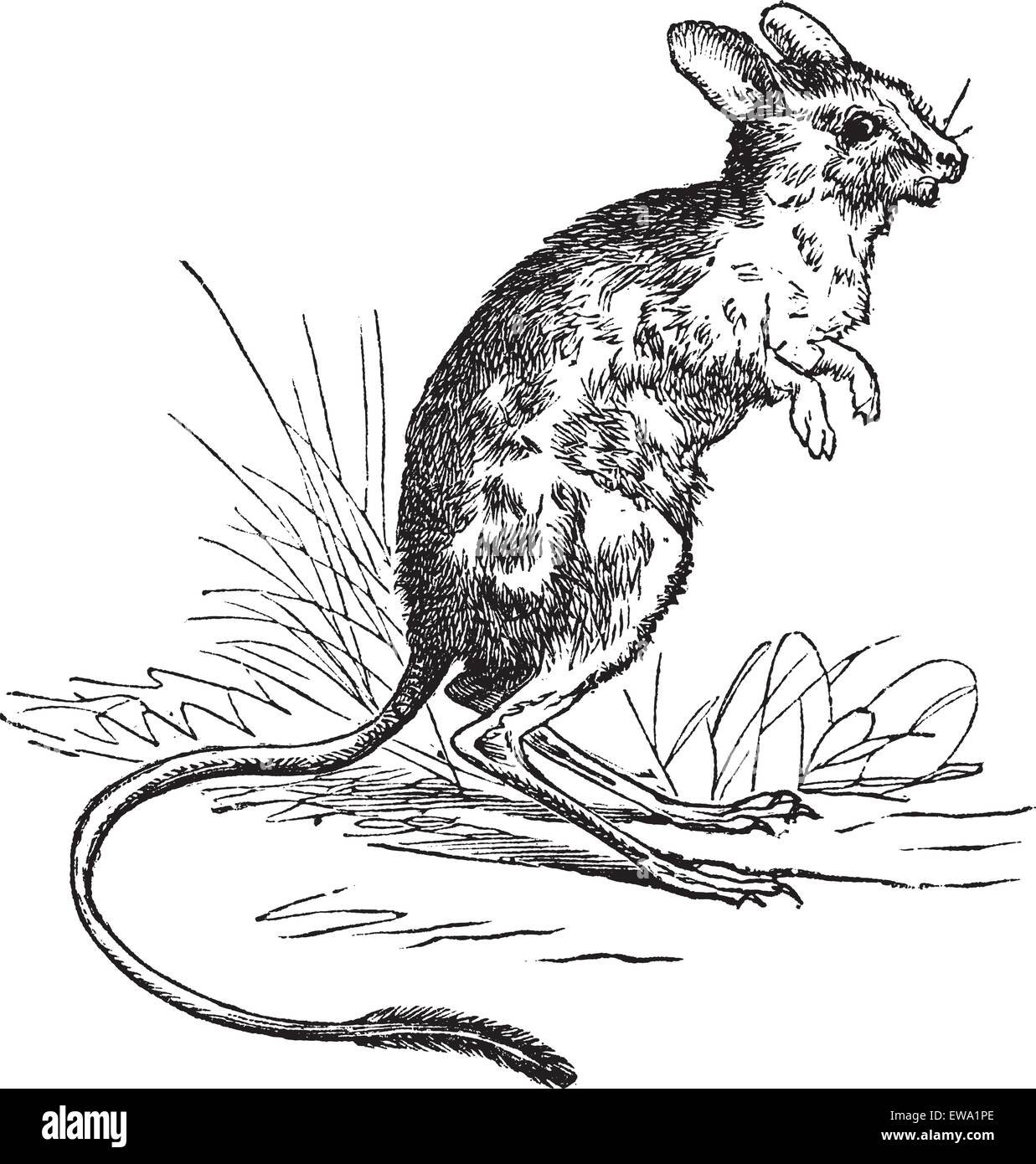 Jerboa égyptien moindre ou Jaculus jaculus, gravure d'époque. Vieille illustration gravée du petit Jerboa égyptien. Illustration de Vecteur