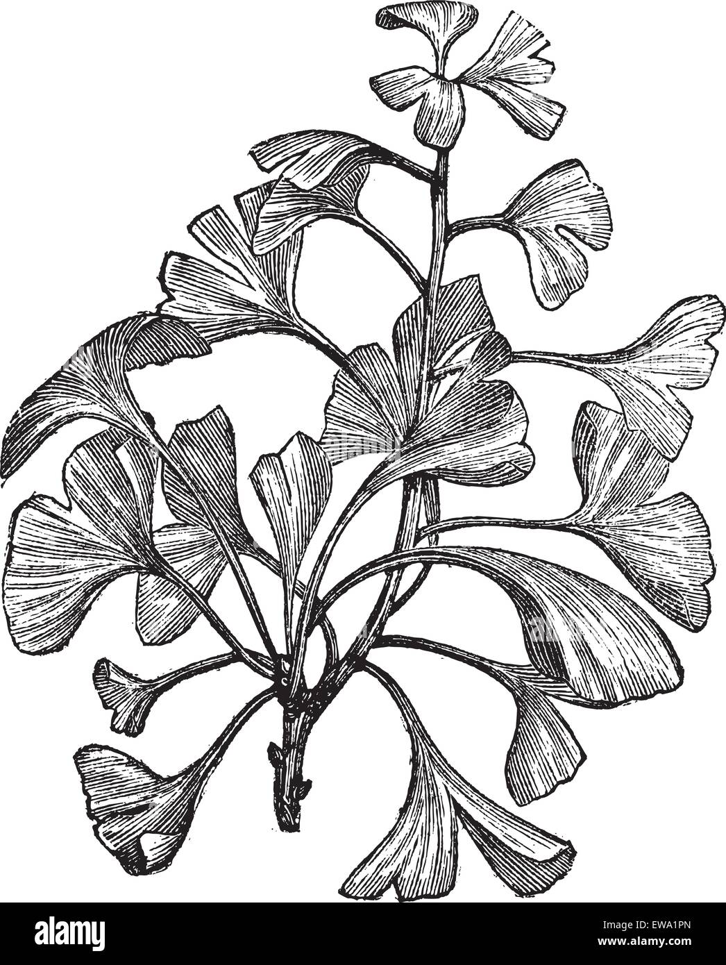 Ginkgo biloba ou Salisburia adiantifolia Pterophyllus salisburiensis ou Ginkgo ou arbre aux 40 écus, gravure d'époque. Ancien fra Illustration de Vecteur