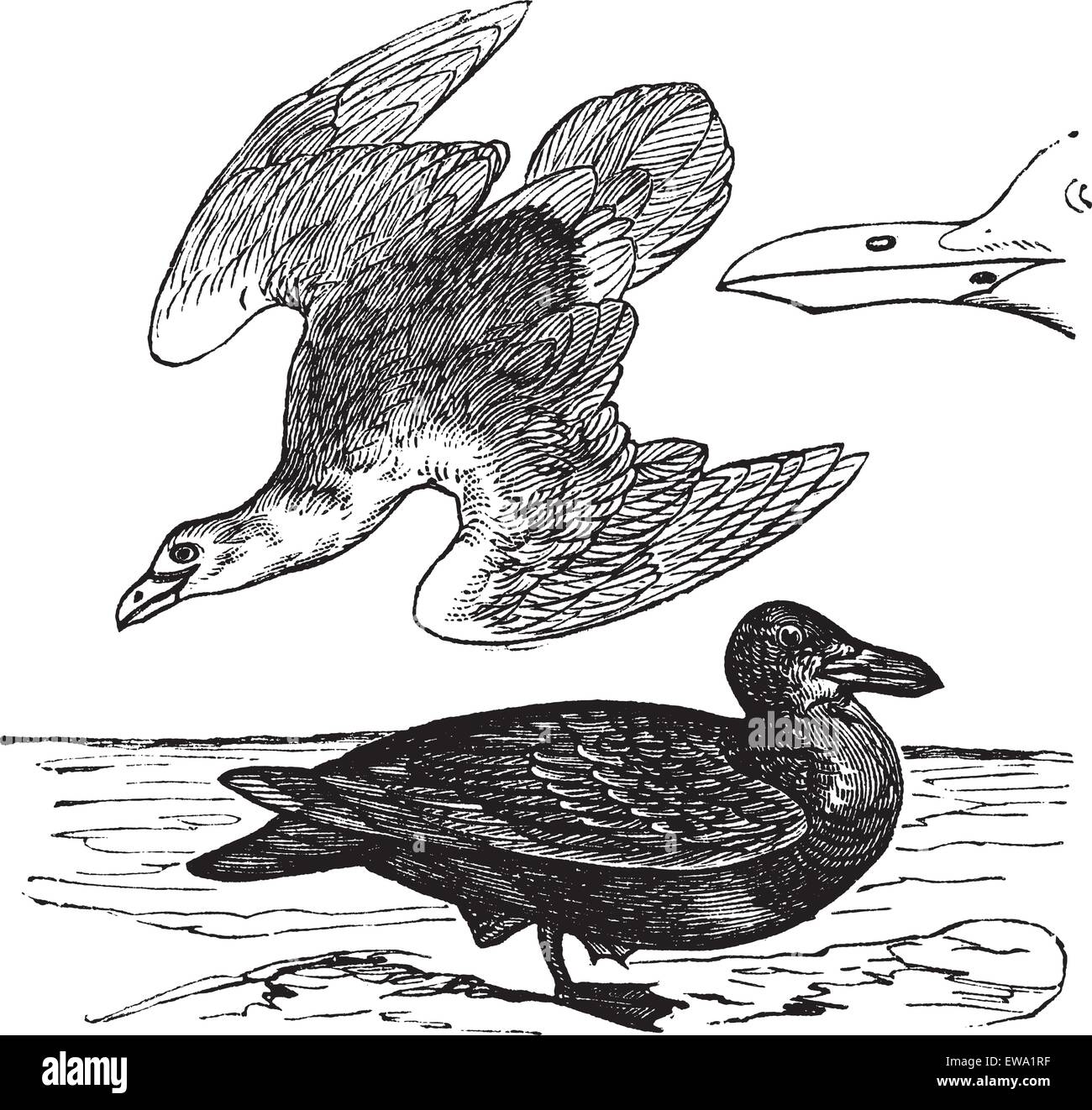 European Herring Gull Larus argentatus, vintage ou la gravure. Vieille illustration gravée d'Herring Gull, jeunes et adul Illustration de Vecteur