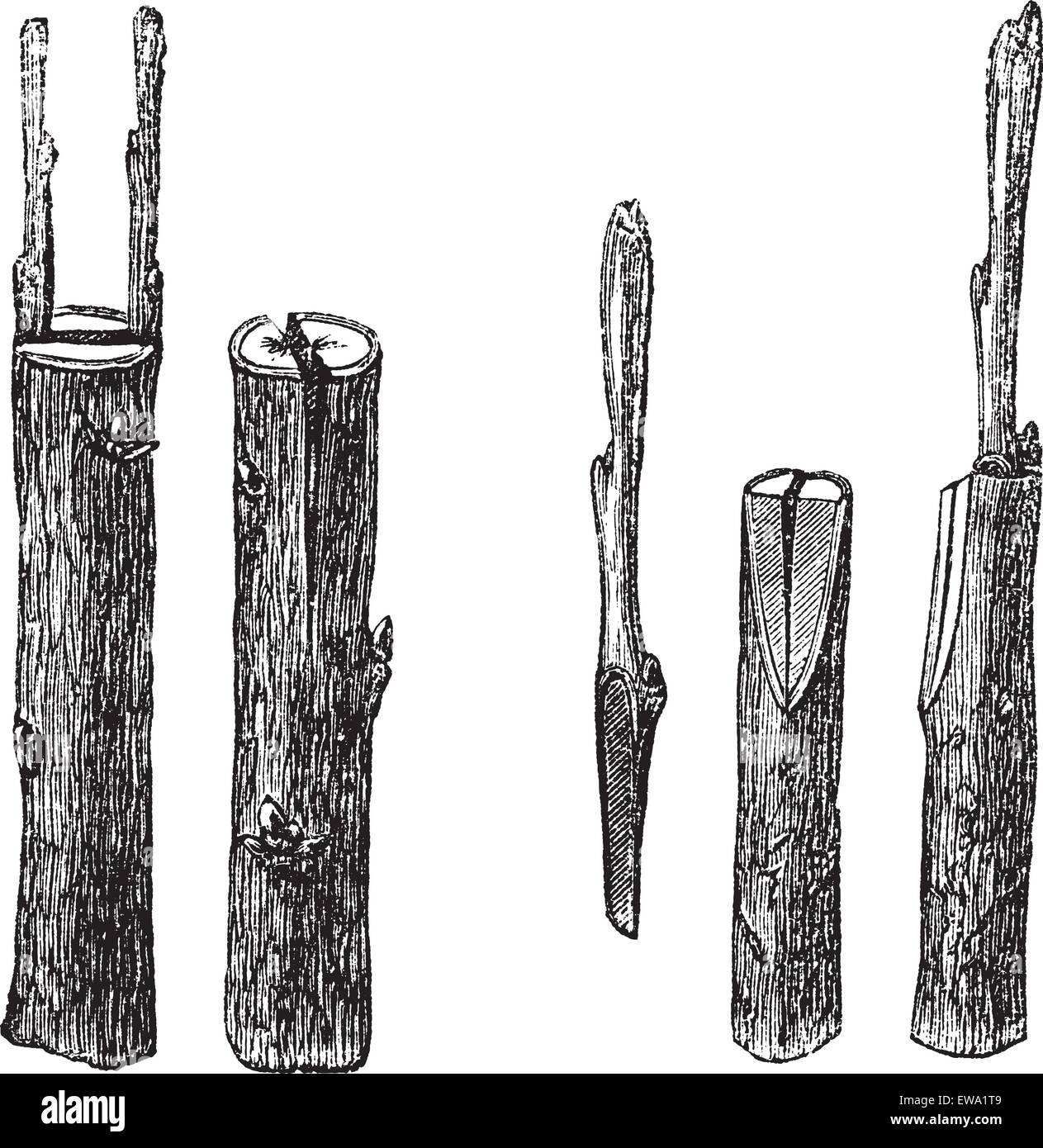 Bec-de-greffage, gravure d'époque. Vieille illustration gravée de fissure de greffage avec différentes tailles et types, isolé sur un whi Illustration de Vecteur