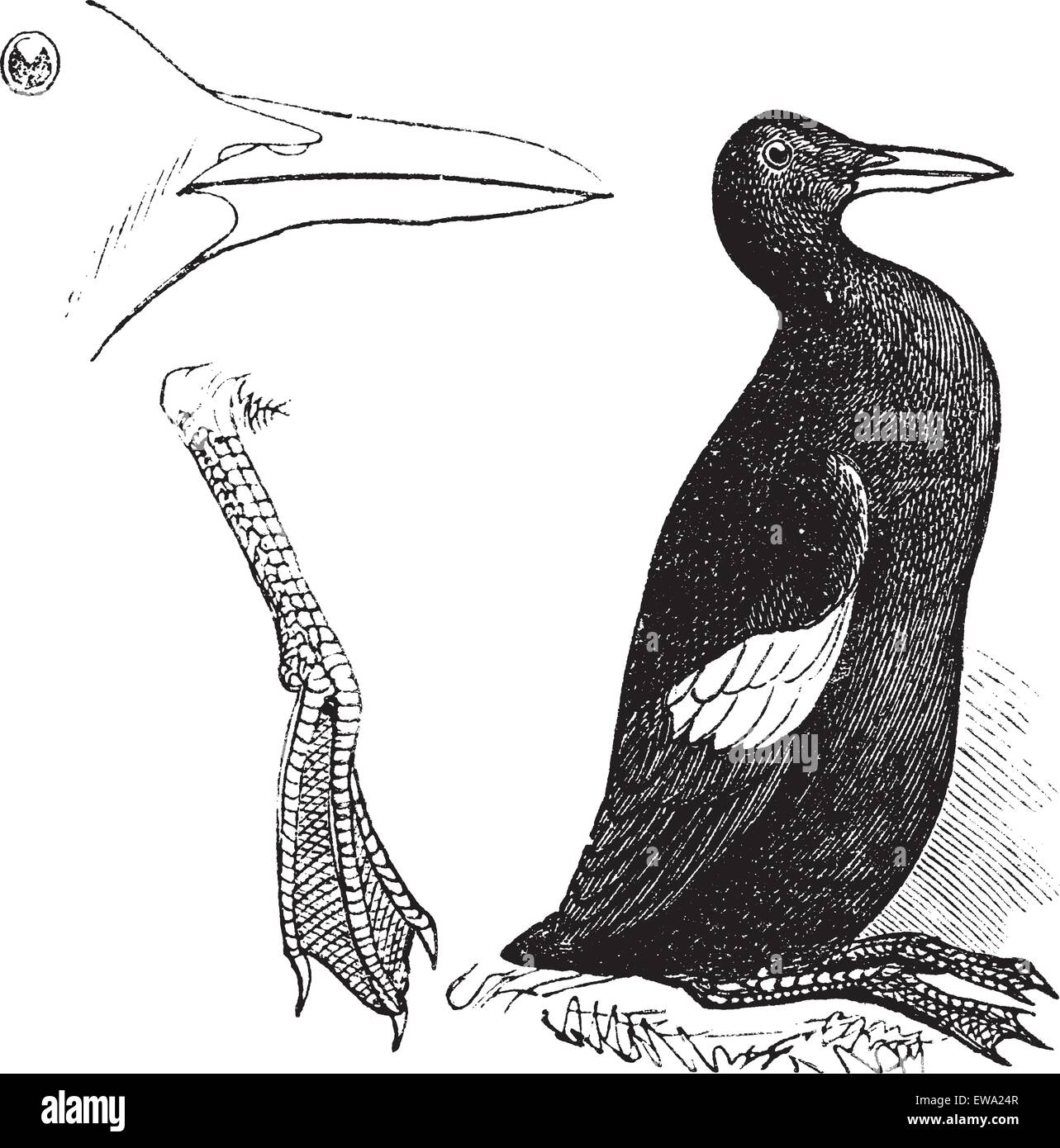 Guillemot plumage blanc (été) vintage la gravure. Vieille illustration gravée de guillemots à miroir blanc. Illustration de Vecteur