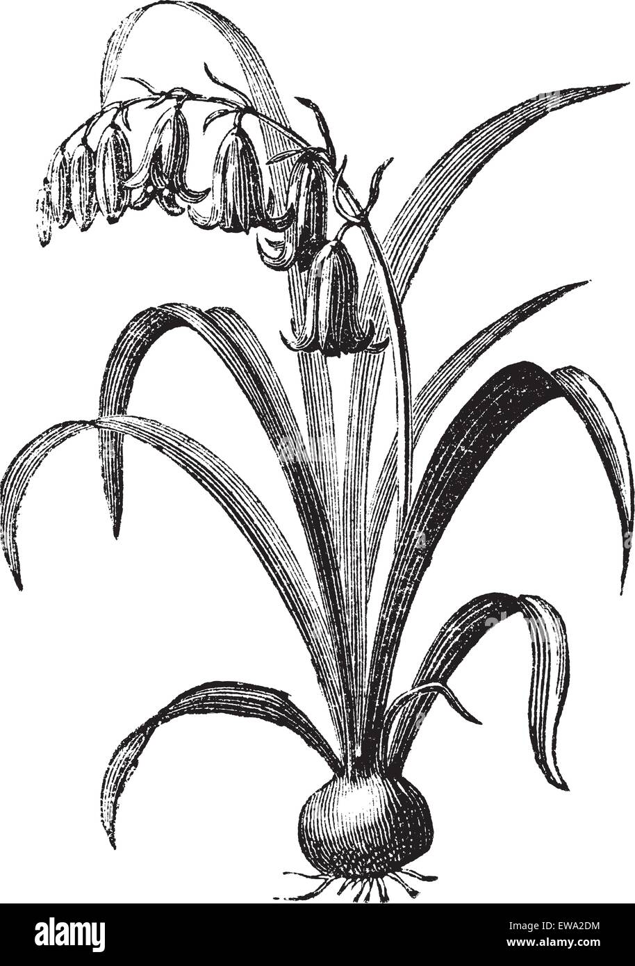 Bluebell commun ou Hyacinthoides non-scripta ou Endymion non-scriptum ou Scilla non-scripta ou engravin Agraphis nutans, vintage Illustration de Vecteur