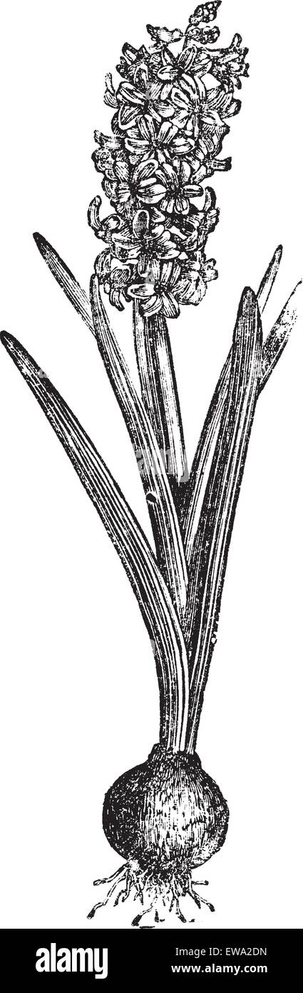 Hyacinthus orientalis Jacinthe ou commun ou Garden Hyacinth ou Néerlandais, Jacinthe vintage la gravure. Vieille illustration gravée de C Illustration de Vecteur