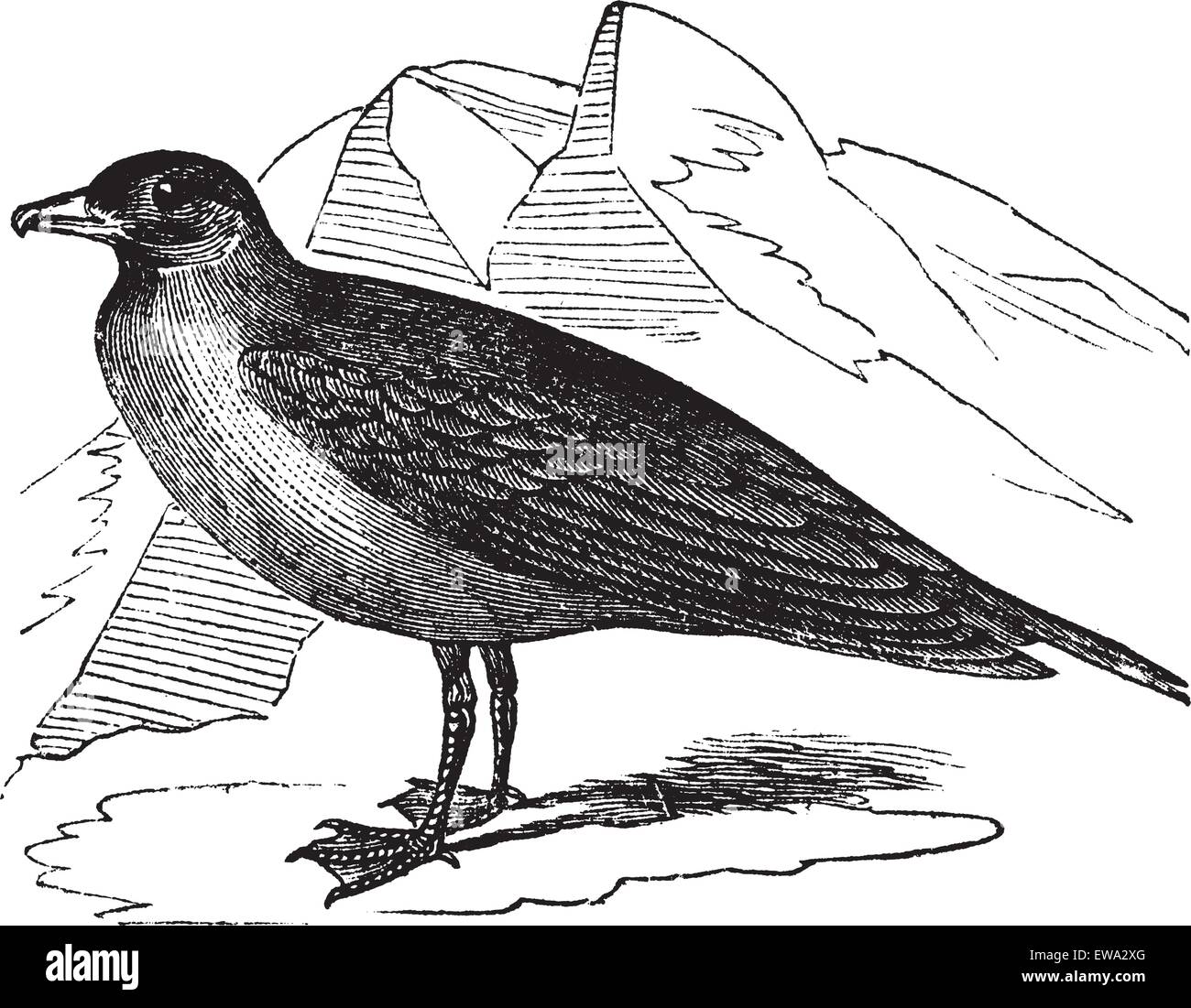 La cataracte la cataracte (Labbe Stercorarius) ou Jaegers vintage la gravure. Vieille illustration gravée de cataractes Stercorarius. Illustration de Vecteur