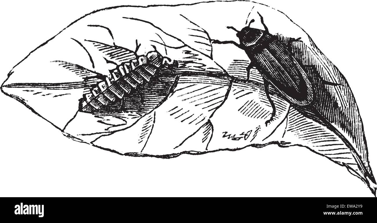 Glow worm (Lampyris Noctiluca) sur la gravure d'époque. Vieille illustration gravée de vers luisants sur feuille. Illustration de Vecteur