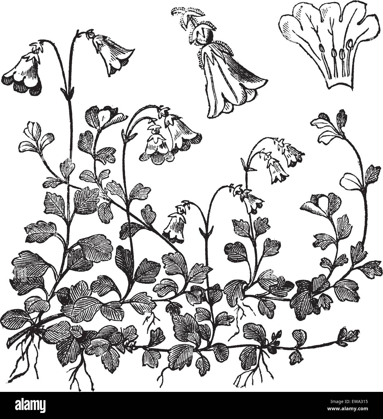 Linnaea borealis ou Twinflower, vintage engraved illustration. Encyclopédie Trousset (1886 - 1891). Illustration de Vecteur