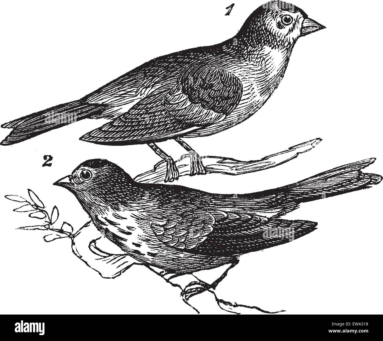Peu (linnet linnet Linaria) 1. Homme 2. Femme, vintage engraved illustration. Encyclopédie Trousset (1886 - 1891). Illustration de Vecteur